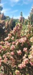 Passerina corymbosa