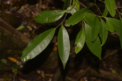Cryptocarya sclerophylla