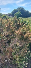 Passerina corymbosa