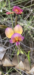 Diuris longifolia