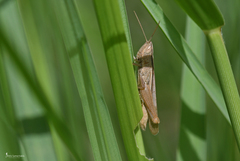 Ochrilidia pruinosa