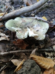 Russula virescens