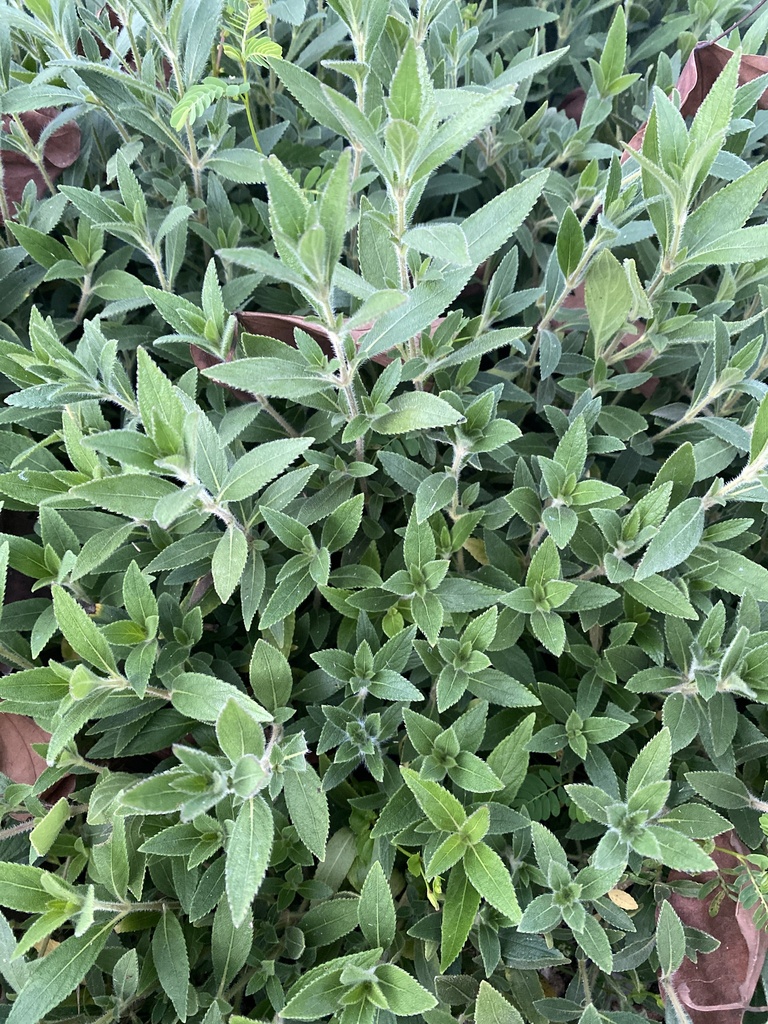 Strobilanthes chinensis (Strobilanthes chinensis)