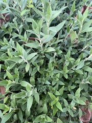 Strobilanthes chinensis