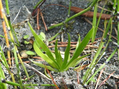Tofieldia calyculata