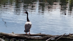 Anseranas semipalmata