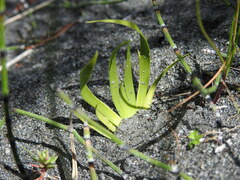 Tofieldia calyculata
