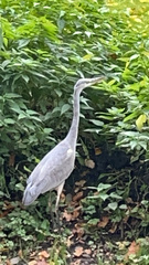 Ardea cinerea