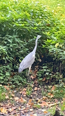 Ardea cinerea