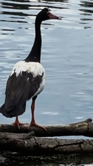 Anseranas semipalmata