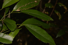 Cryptocarya sclerophylla