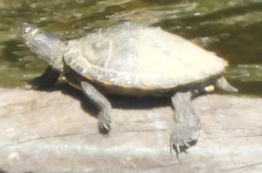 Graptemys pseudogeographica