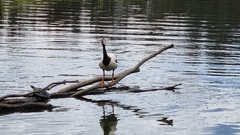 Anseranas semipalmata