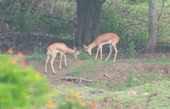 Gazella bennettii