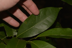 Cryptocarya sclerophylla