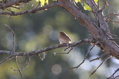 Ammodramus savannarum