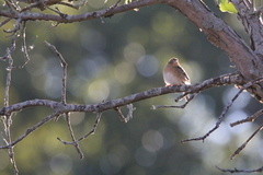 Ammodramus savannarum