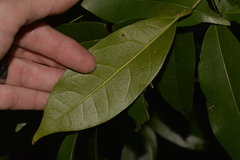 Cryptocarya sclerophylla