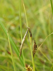 Carex rostrata