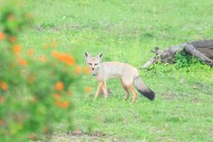 Vulpes bengalensis