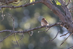 Ammodramus savannarum