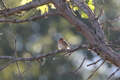 Ammodramus savannarum