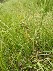 Carex rostrata
