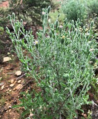 Vittadinia