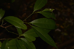 Cryptocarya sclerophylla