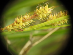 Carex rostrata
