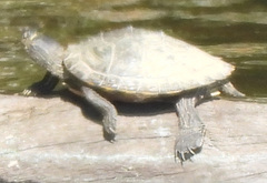 Graptemys pseudogeographica