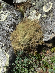 Cladonia amaurocraea