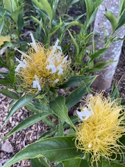 Justicia croceochlamys