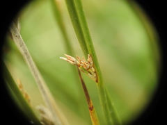 Juncus filiformis