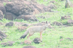 Vulpes bengalensis