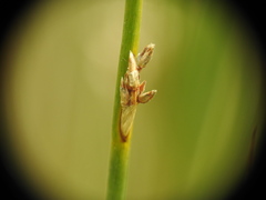 Juncus filiformis