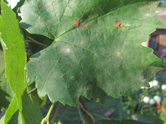 Erysiphe necator