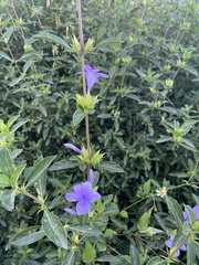 Barleria cristata
