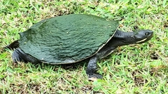 Emydura macquarii