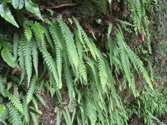 Phegopteris decursive-pinnata