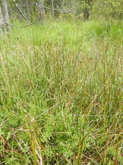 Juncus filiformis