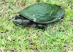 Emydura macquarii