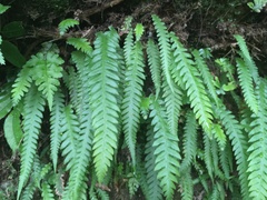 Phegopteris decursive-pinnata