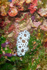 Peltodoris atromaculata