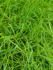 Isolepis