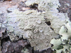 Lecanora caesiorubella