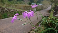 Dianthus pygmaeus