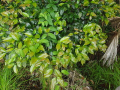 Syzygium