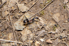 Leptomyrmex rothneyi