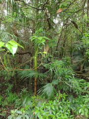 Archontophoenix cunninghamiana